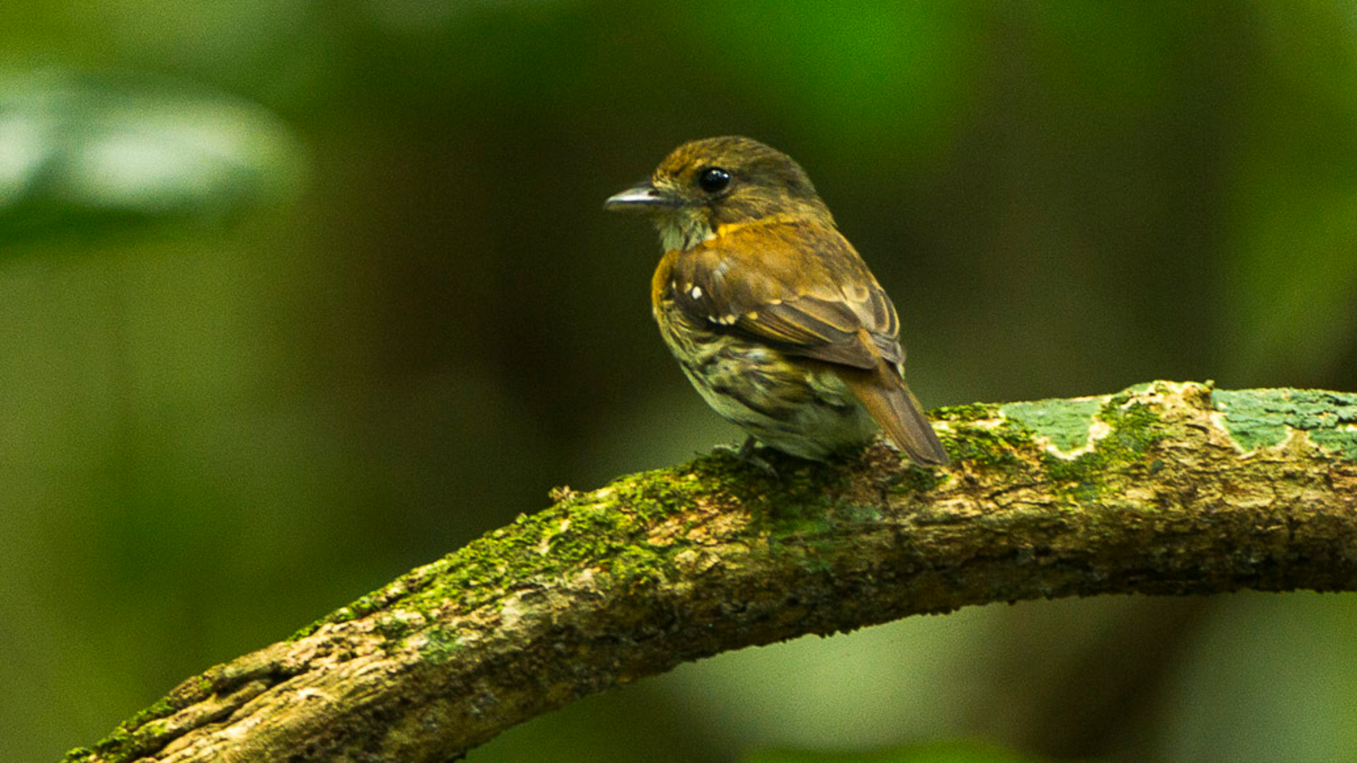 Pájaro