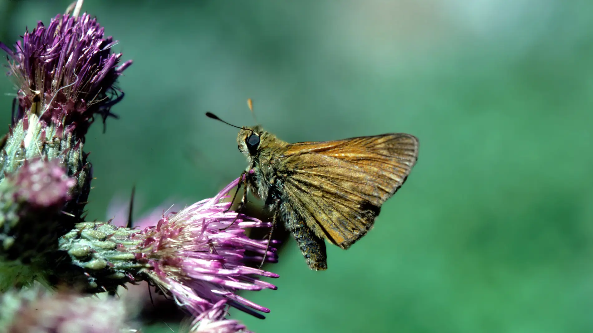 mariposa Dorada de Orla Ancha Ochlodes s