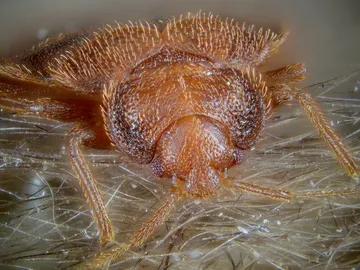 La chinche de las camas La chinche de las camas