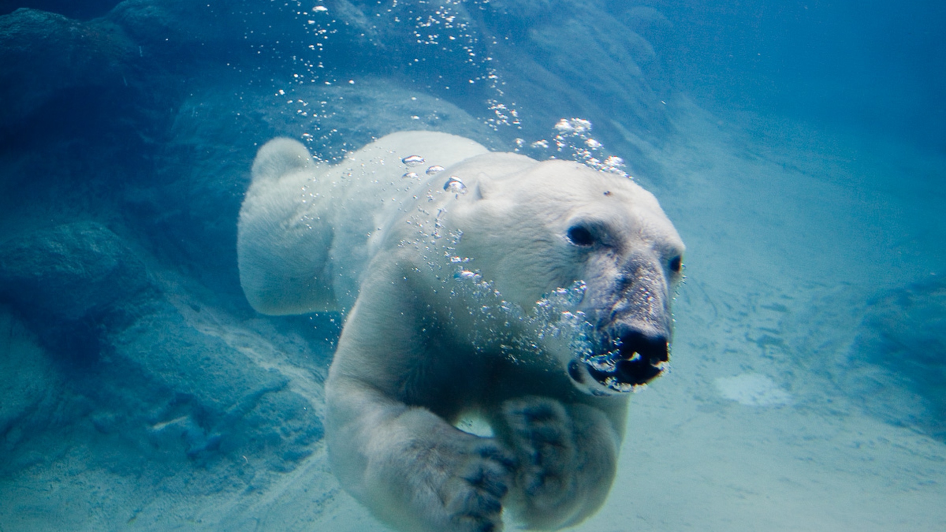 Oh querido Sip estimular Los osos polares nadan cada vez más por el deshielo del Ártico