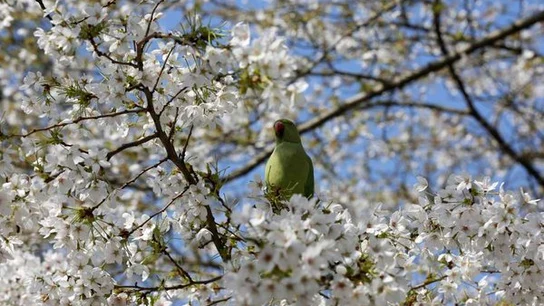 Imagen de un pájaro sobre un árbol en flor Primavera