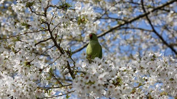 Primavera