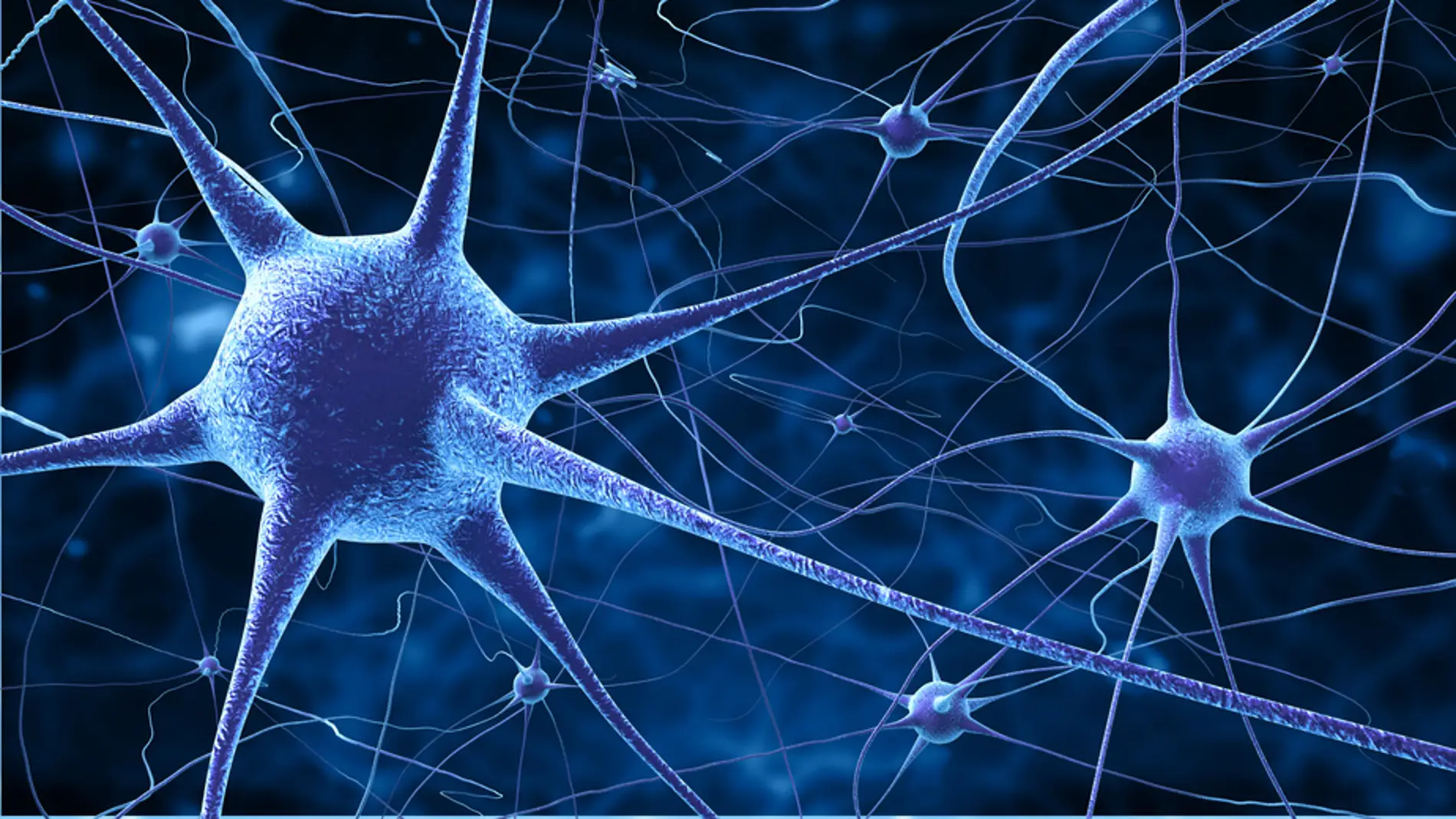 Las neuronas que alberga nuestro cerebro