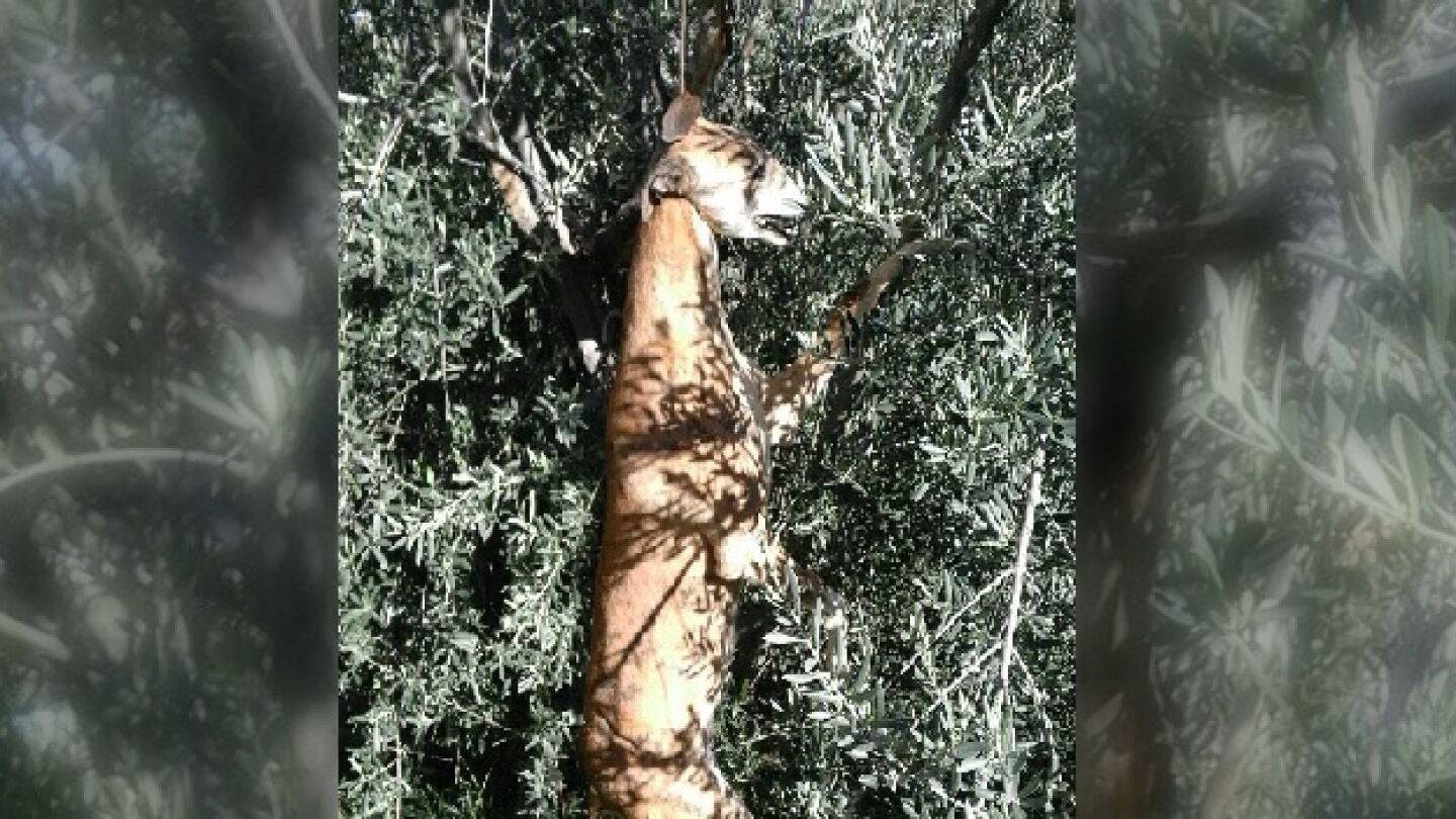 Galgo ahorcado