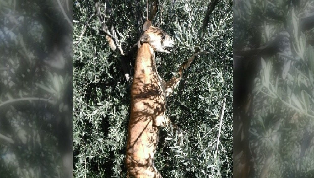 Galgo ahorcado