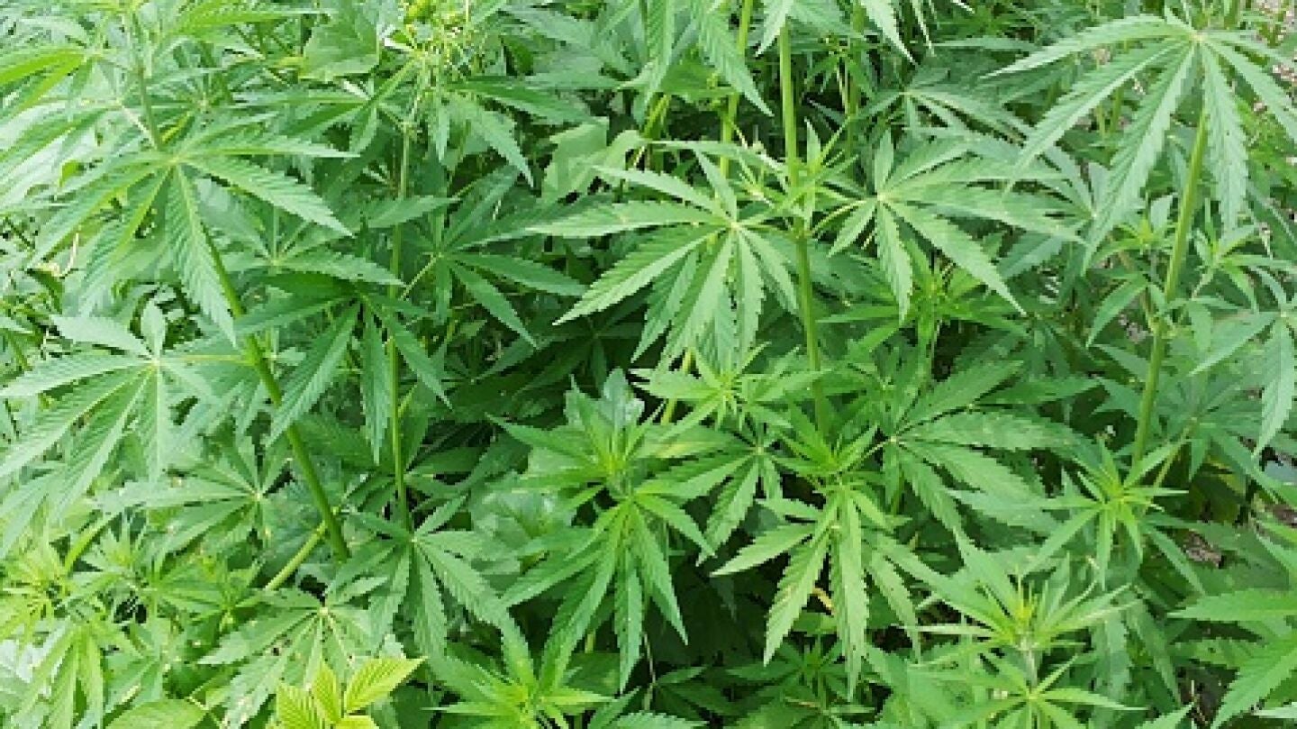 Planta de Marihuana