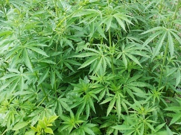Planta de Marihuana Planta de Marihuana