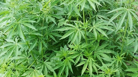 Planta de Marihuana Planta de Marihuana