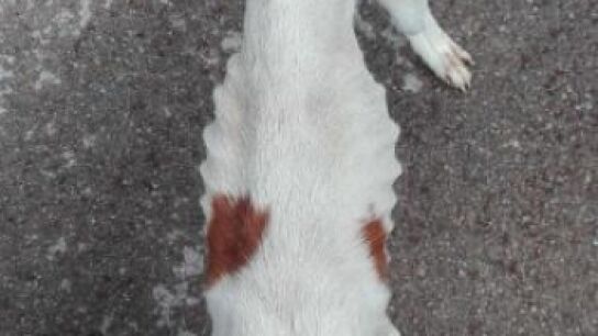 Imagen de un perro desnutrido