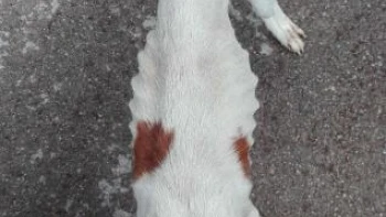 Imagen de un perro desnutrido