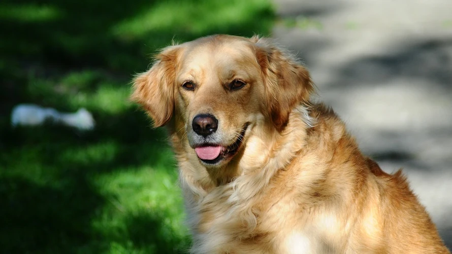 Perro labrador