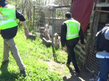 Miembros del Seprona en una operación Miembros del Seprona en una operación