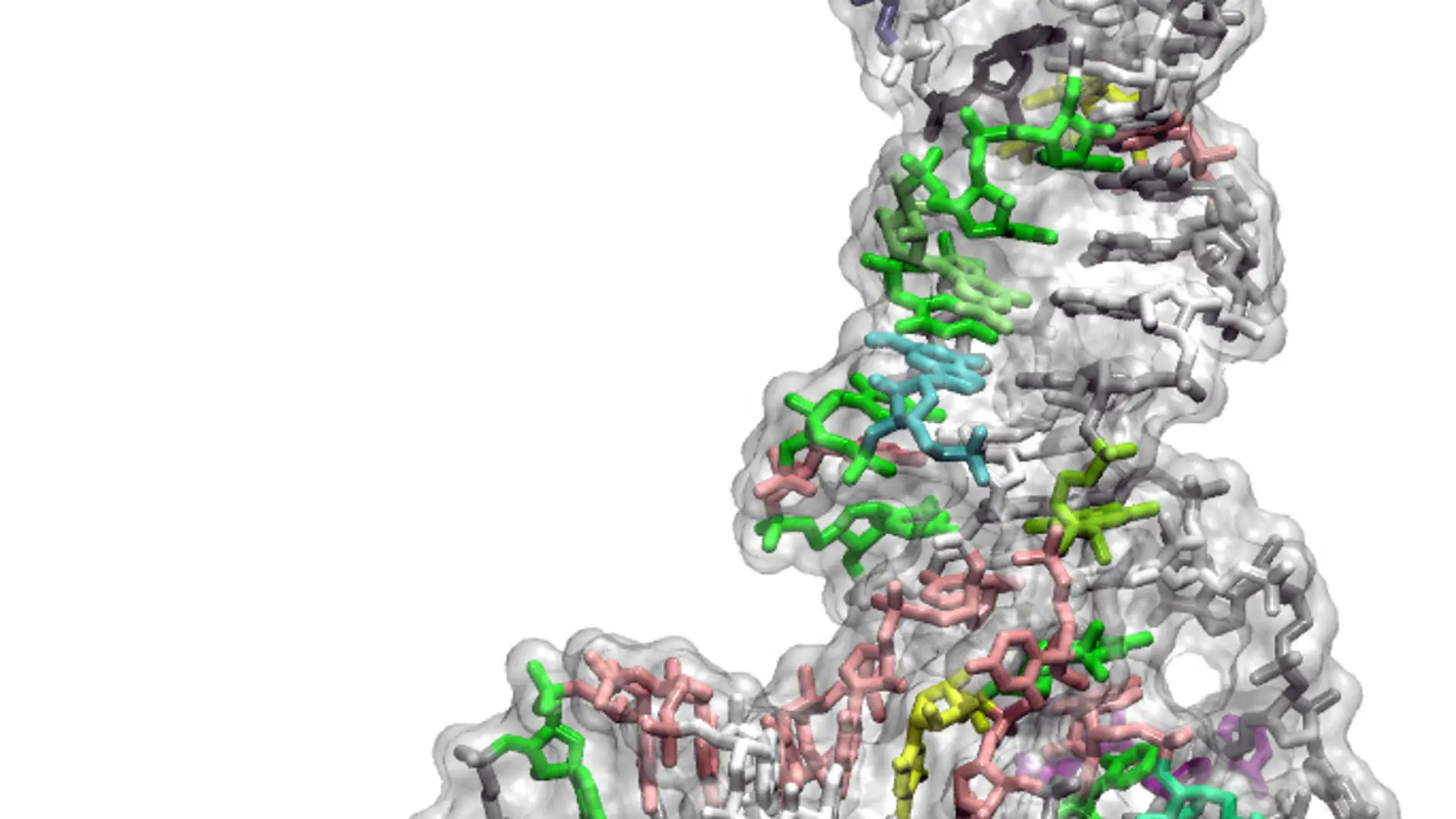 Molécua de tRNA