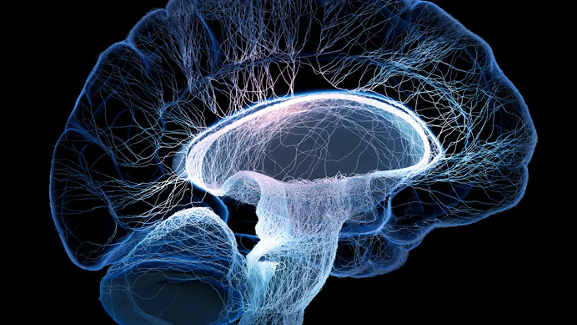 El cerebro humano está constantemente pr