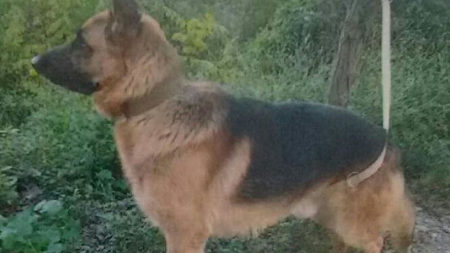 Imagen de Garulo, el perro abandonado