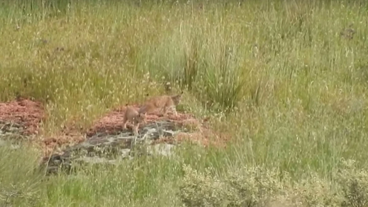 Linces en libertad
