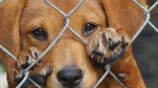 Un perro abandonado Un perro abandonado en un refugio