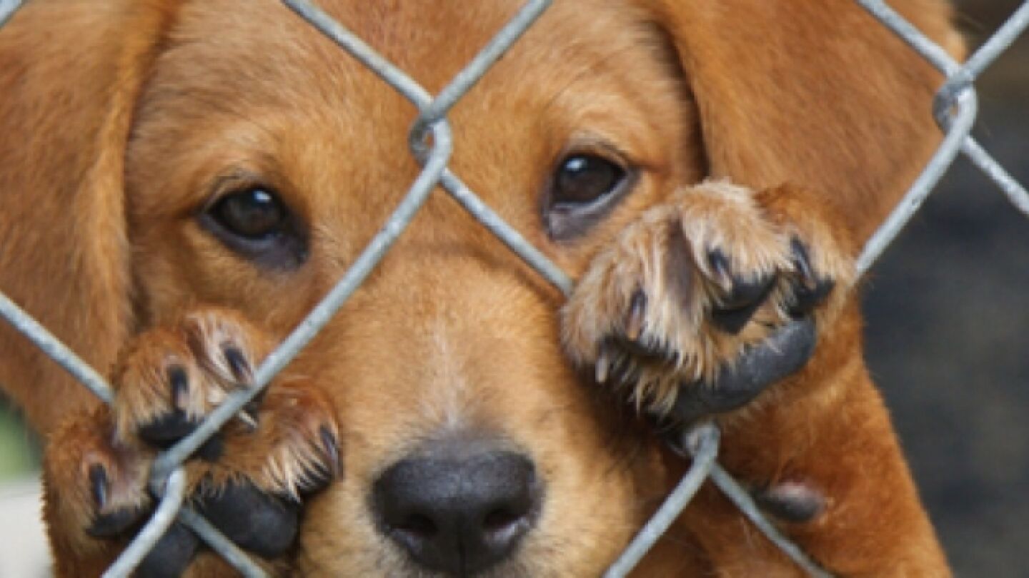 Un perro abandonado en un refugio