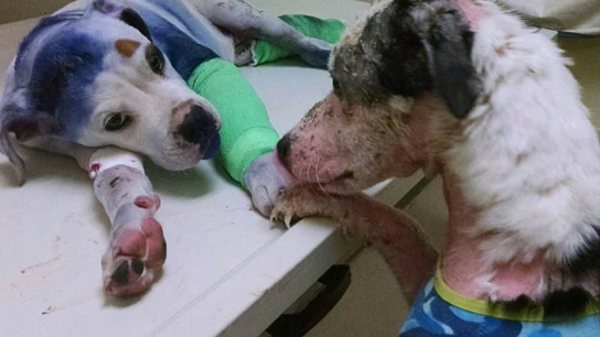 Un perro consuela a otro Un perro consuela a otro