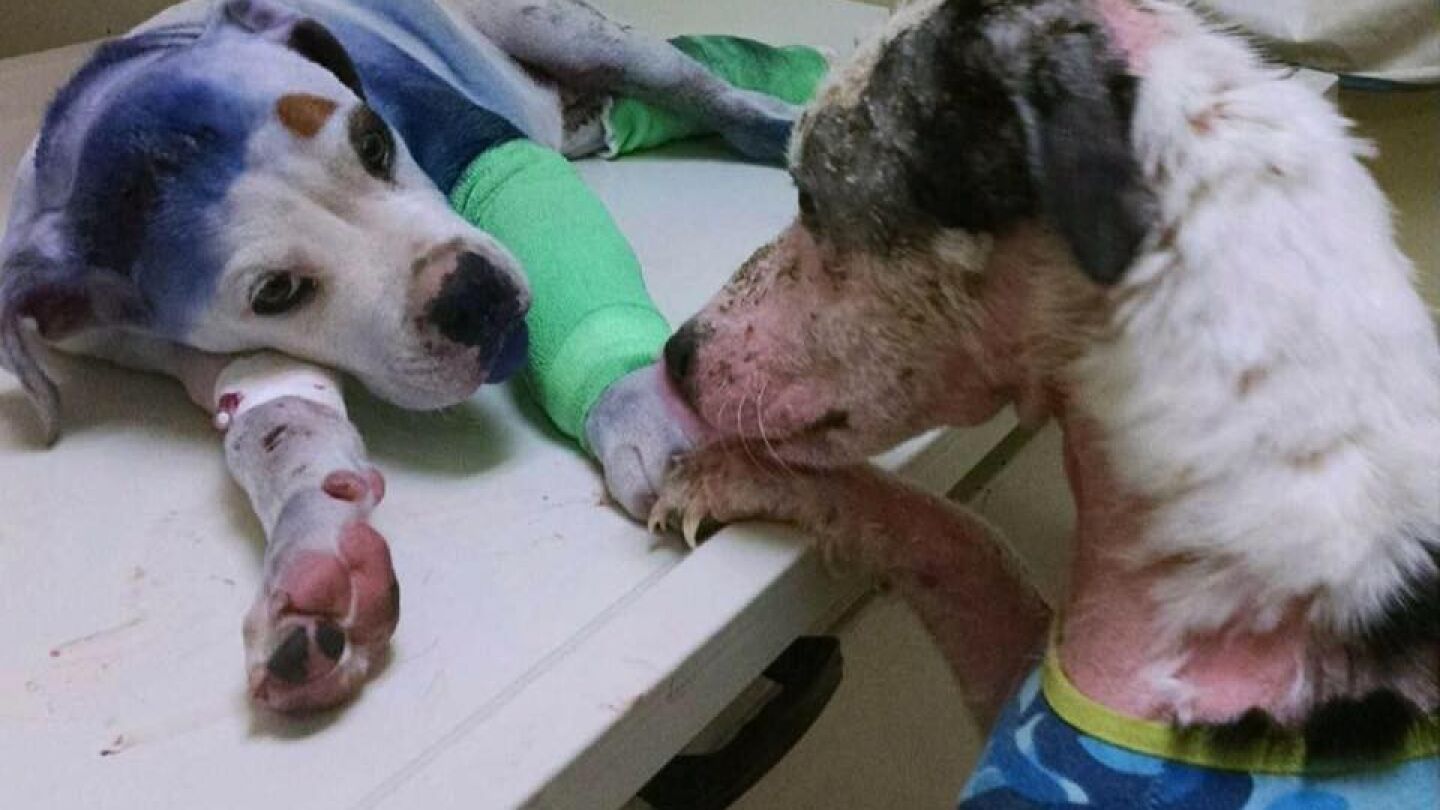 Un perro consuela a otro