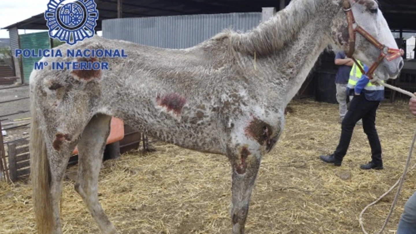 Uno de los caballos desnutridos encontrados en Málaga Uno de los caballos desnutridos encontrados en Málaga
