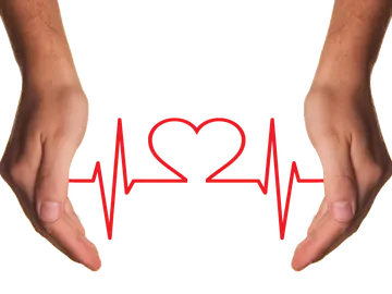Científicos estadounidenses regeneran un músculo cardiaco con prepucio humano Científicos estadounidenses regeneran un músculo cardiaco con prepucio humano