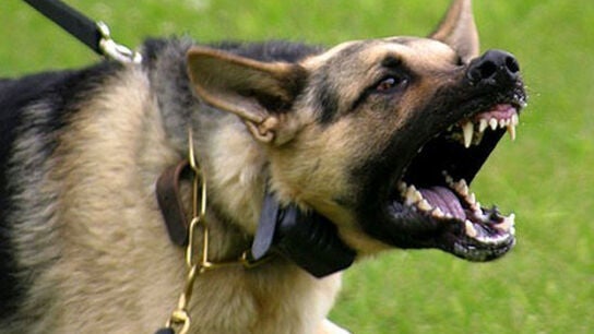 Imagen de un perro agresivo