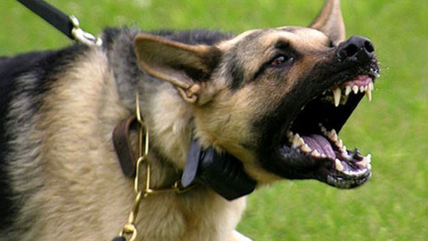 Imagen de un perro agresivo
