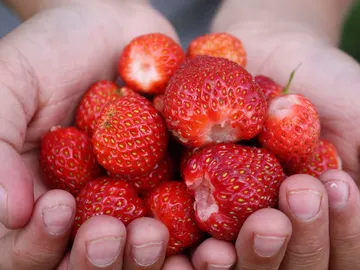 Fresas frescas Fresas frescas
