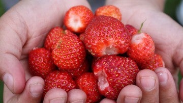 Fresas frescas