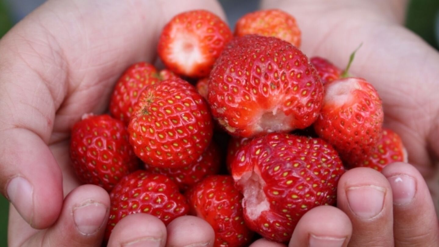 Mant&eacute;n la fruta en buenas condiciones. 