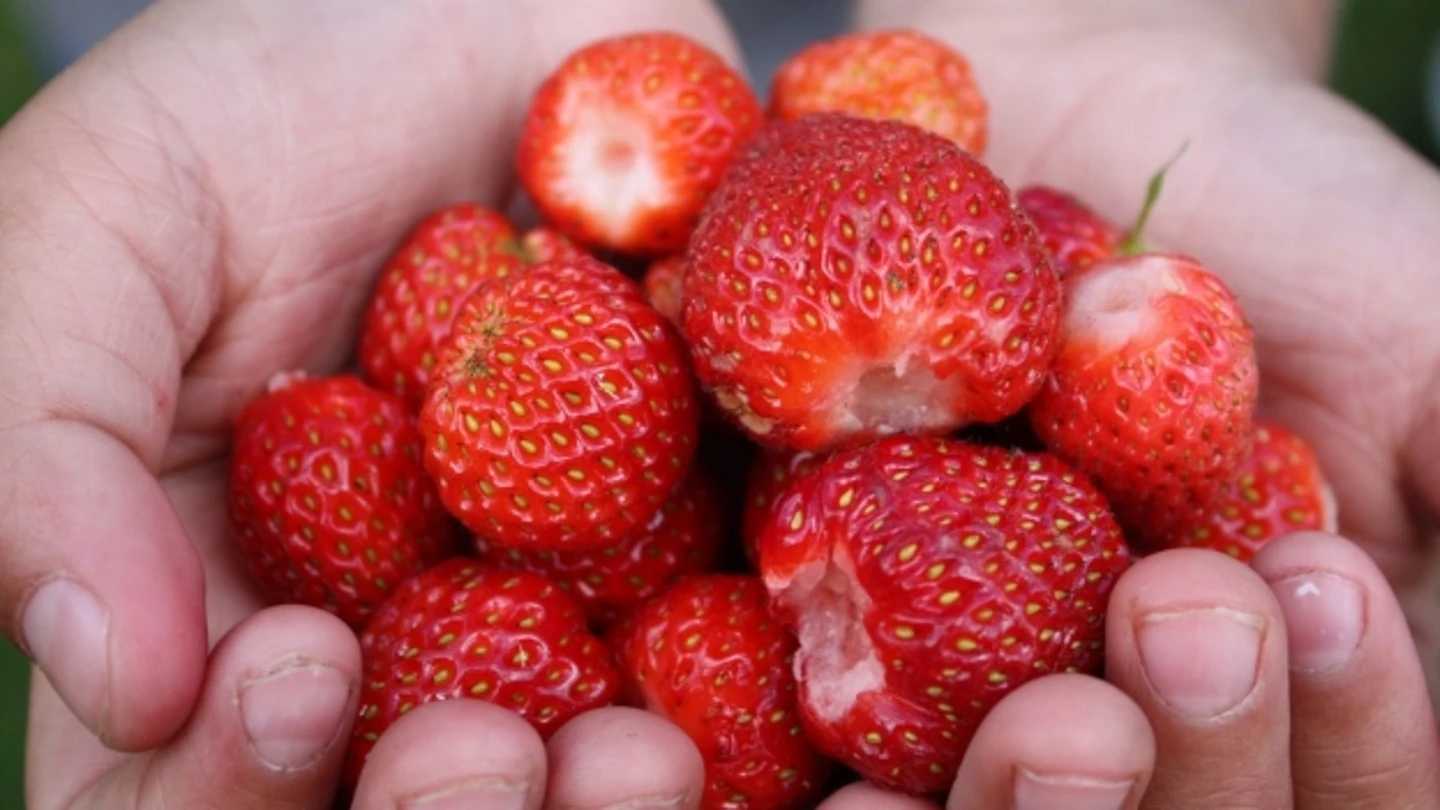 Spray para que la fruta dure más Mantén la fruta en buenas condiciones.