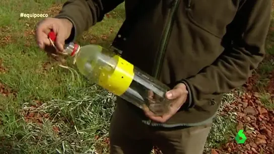Botella como trampa para insectos Botella como trampa para insectos
