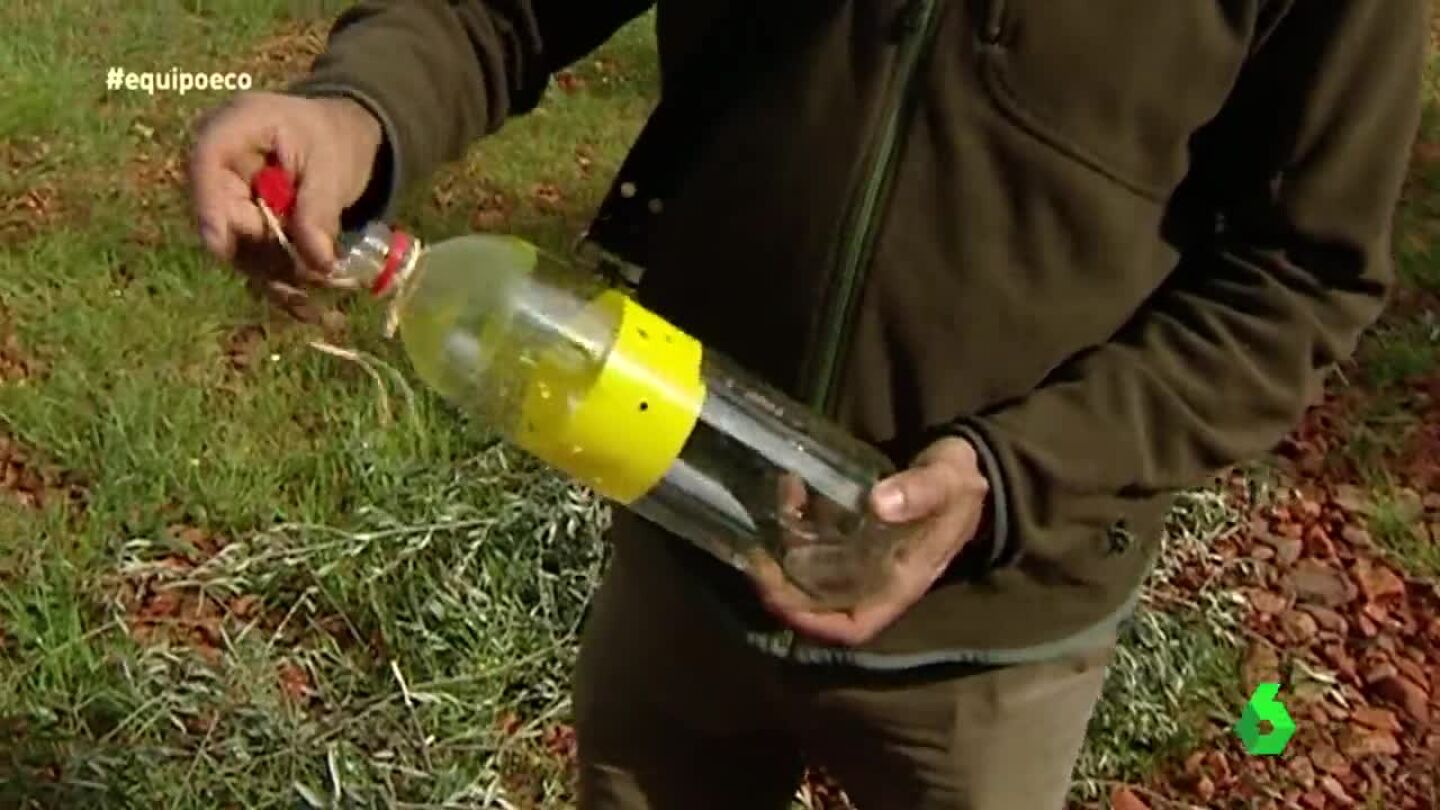 Botella como trampa para insectos