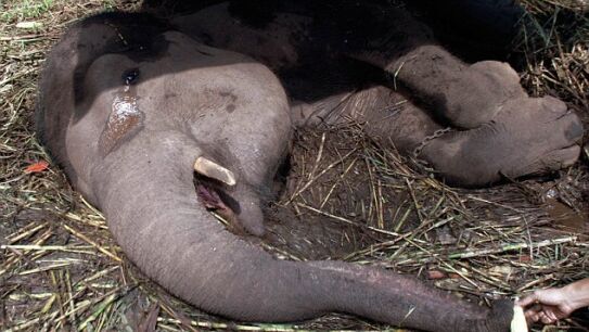 La elefanta Yani llora tumbada sobre el suelo