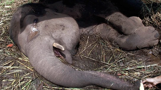 La elefanta Yani llora tumbada sobre el suelo La elefanta Yani llora tumbada sobre el suelo