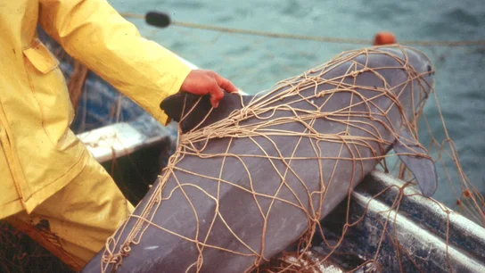 Una vaquita marina atrapada en las redes de pescadores locales Una vaquita marina atrapada en las redes de pescadores locales