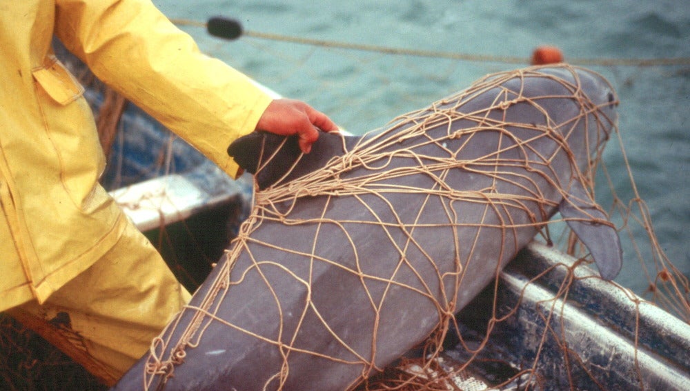 Una vaquita marina atrapada en las redes de pescadores locales
