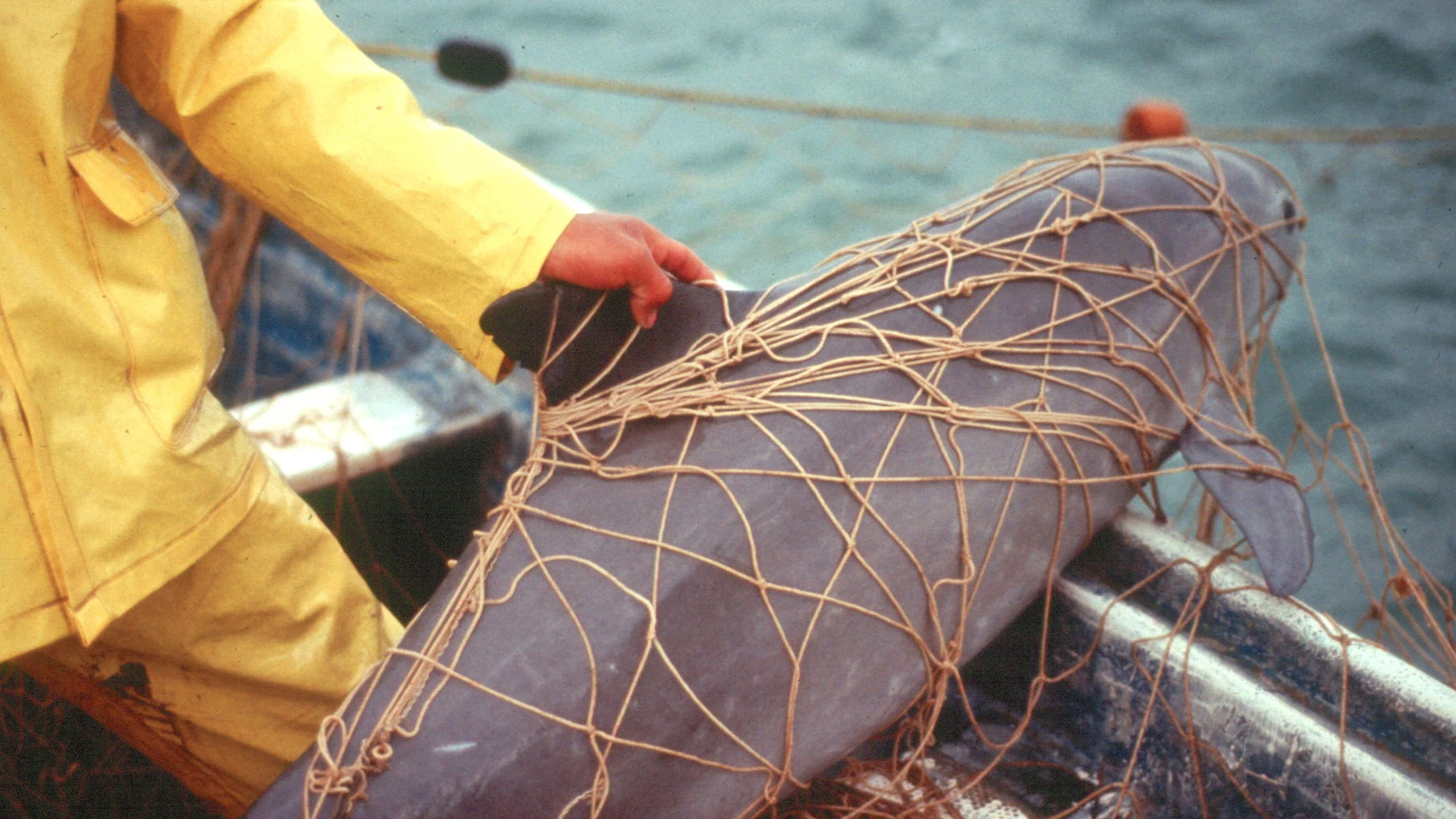 Una vaquita marina atrapada en las redes de pescadores locales
