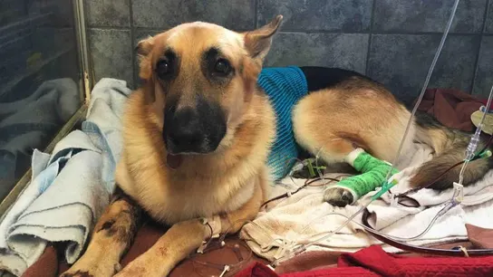 Un pastor alemán recibe tres mordiscos de una serpiente de cascabel para salvar a una niña de siete años Un pastor alemán recibe tres mordiscos de una serpiente de cascabel para salvar a una niña de siete años