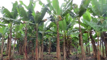 Plantación de banano en Ecuador. Fuente: