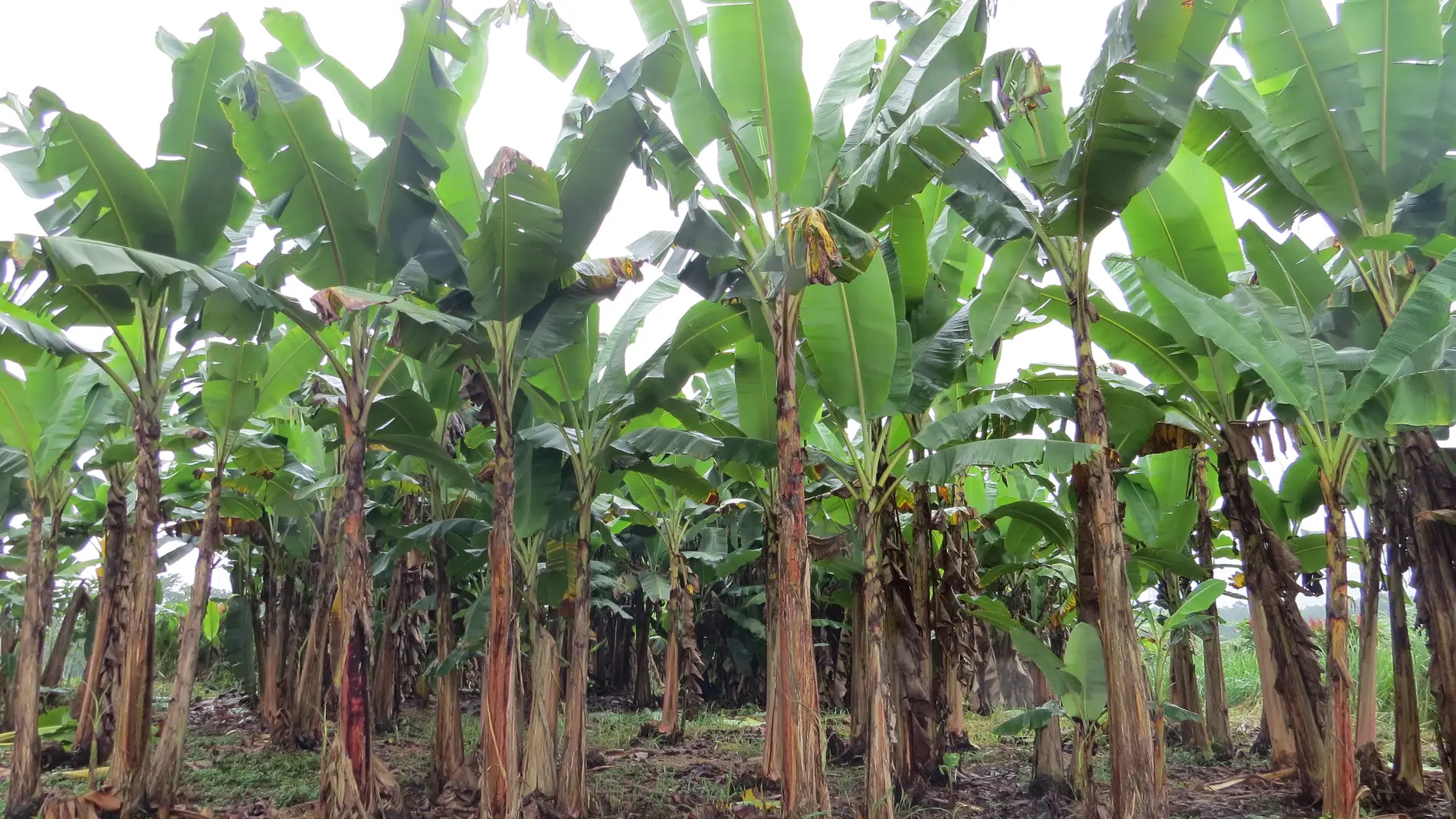 Plantación de banano en Ecuador. Fuente: