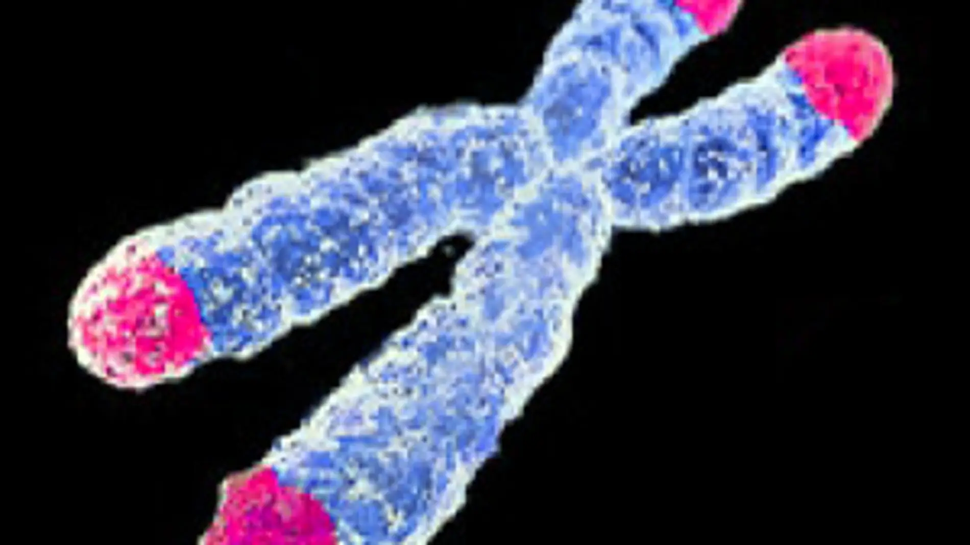 Ilustración de un cromosoma y sus telóme