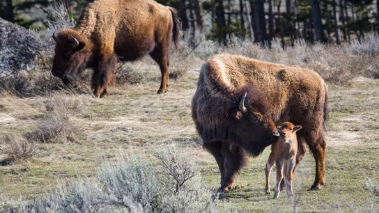 Un grupo de bisontes en el parque de Yellowstone Un grupo de bisontes en el parque de Yellowstone