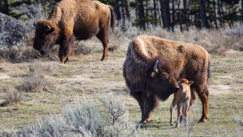 Un grupo de bisontes en el parque de Yellowstone