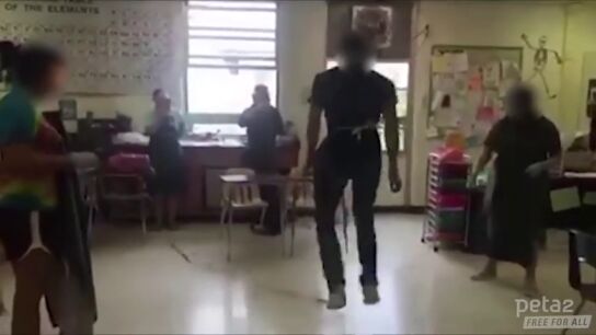 Frame 11.336475 de: Un profesor invita a sus alumnos a jugar a la comba con un intestino de gato en EEUU