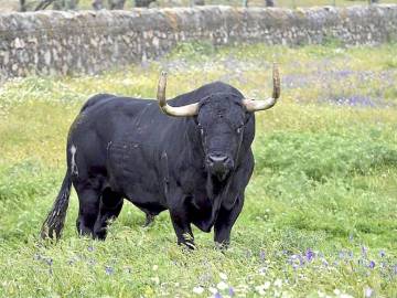El toro 'Rompesuelas', lanceado en Tordesillas El toro 'Rompesuelas', lanceado en Tordesillas