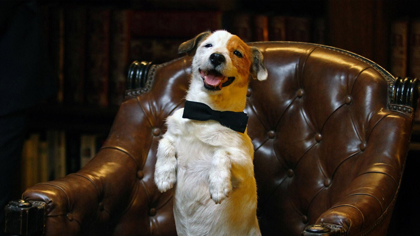 El perro Pancho