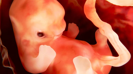 Feto humano a las nueve semanas de gestación Feto humano a las nueve semanas de gestación