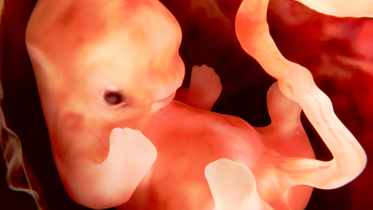 Feto humano a las nueve semanas de gestación Feto humano a las nueve semanas de gestación